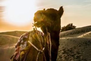 sunrise camel ride dubai