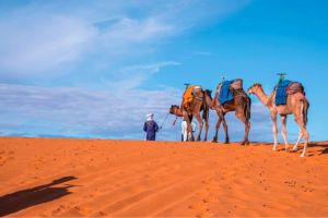 camel safari ride