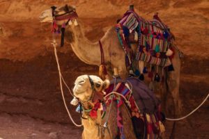 camel ride at safari